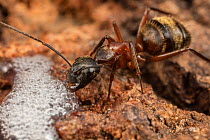 Ferruginous carpenter ant (Camponotus chromaiodes) worker feeding at alcohol flux - fermented sap of  white oak tree (Quercus sp) - Fort Washington State Park, Pennsylvania, USA August