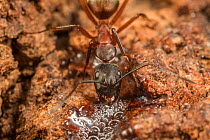 Ferruginous carpenter ant (Camponotus chromaiodes) worker feeding at alcohol flux - fermented sap - on white oak (Quercus sp) trunk, Fort Washington State Park, Pennsylvania, USA August