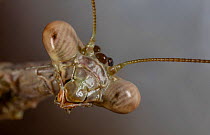 Carolina mantis (Stegmomantis carolina) face portrait, Philadelphia, USA