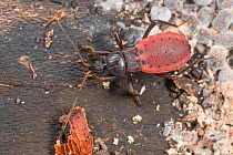 Black corsair beetle (Melanolestes picipes) Fort Washington State Park, Pennsylvania, USA