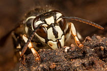 Bald-faced hornet (Dolichovespula maculata) worker feeding at alcohol flux - fermented sap- on white oak trunk (Quercus) Fort Washington State Park, Pennsylvania, USA