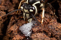 Bald-faced hornet (Dolichovespula maculata) worker feeding at alcohol flux - fermented sap- on white oak trunk (Quercus) Fort Washington State Park, Pennsylvania, USA