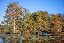 Bald Cypress in autumn   (Taxodium distichum) at north end of cypress range, DE, Trap Pond State Park
