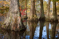 Bald cypress (Taxodium distichum) in pond, at north end of cypress range, Trap Pond State Park, Delaware, USA