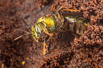Sweat bee (Augochlora pura) in rotten log, Montgomery, Pennsylvania, USA