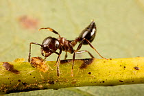 Acrobat ant (Crematogaster sp) tending aphids on white oak (Quercus sp) Washington State Park, Pennsylvania, USA September