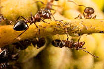 Acrobat ant (Crematogaster sp) tending aphids on white oak (Quercus sp) Washington State Park, Pennsylvania, USA September