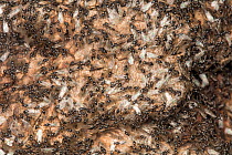 Acrobat ant swarm (Crematogaster sp) winged individuals leaving nest to mate, Washington State Park, Pennsylvania, USA September
