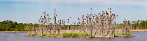 Island in lake with mixed bird colony (cormorants, egrets and herons) Heislerville Wildlife Management Area, New Jersey, USA, May