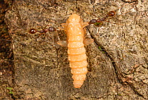 Winnow ant (Aphaenogaster sp) worker carrying beetle pupa to nest, Washington State Park, Pennsylvania, USA July