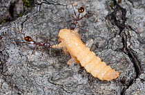 Winnow ant (Aphaenogaster sp) worker carrying beetle pupa to nest, Washington State Park, Pennsylvania, USA July