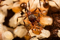 Winnow ant (Aphaenogaster sp) worker carrying pupa to nest, Washington State Park, Pennsylvania, USA July