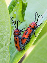 Red milkweed beetles (Tetraopes tetrophthalmus) mating pair, Schuylkill Centre for Environmental Education, Philadelphia, USA July