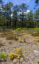 Pine Barren golden heather (Hudsonia ericoides) Pinelands National Preserve, along Wading River, New Jersey, USA May