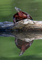 Painted turtle (Chrysemys picta) basking on log above water, Morris Arboretum, Philadelphia, USA