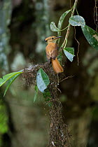Pacific royal flycatcher (Onychorhynchus occidentalis) female at nest under construction, Province El Oro, Buenaventura Biological Reserve, Ecuador