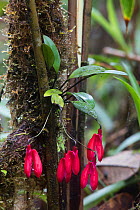 Orchid (Masdevallia) in flower, Province Zamora-Chinchipe, Tapichalaca Reserve, Ecuador