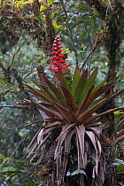 Bromeliad (Guzmania sp) Province Zamora-Chinchipe, Tapichalaca Biological Reserve, Ecuador