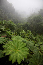 Giant leaves of Gunnera sp  in cloud forest, Province Zamora-Chinchipe, Tapichalaca Biological Reserve, Ecuador