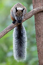 Guayaquil squirrel (Sciurus stamineus) Province Loja, Jorupe Biological Reserve, Ecuador