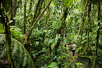 Interior of foothill tropical forest, Province El Oro, Buenaventura Reserve, Ecuador