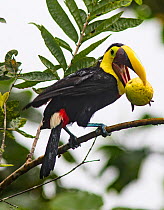 Chestnut-mandibled toucan (Ramphastos swainsonii) eating guava fruit, Province El Oro, Buenaventura Biological Reserve, Ecuador, March