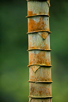 Cecropia trunk (Cecropia sp) Province El Oro, Buenaventura Biological Reserve, Ecuador