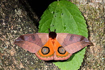 Moth (Automeris sp) with wings open showing eye spots, Province Loja, Jorupe Biological Reserve, Ecuador
