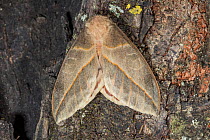 Moth (Automeris sp) Province Loja, Jorupe Biological Reserve, Ecuador