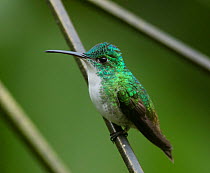 Andean emerald hummingbird (Amazilia franciae) Province El Oro, Buenaventura Biological Reserve, Ecuador, February
