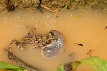 Tungara frog (Engystomops puyango) calling in mud puddle, Province Loja, Jorupe Reserve, Ecuador, January