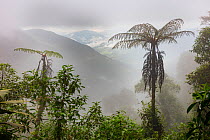 Tree ferns in cloud forest, Province Zamora-Chinchipe, Tapichalaca Biological Reserve, Ecuador, March