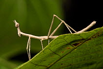 Stick grasshopper (Proscopiidae) Province Loja, Jorupe Biological Reserve, Ecuador