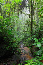 Stream in wet foothill forest in west Andes Mountains, Province El Oro, Buenaventura Biological Reserve, Ecuador, February