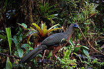 Sickle-winged guan (Chamaepetes goudotii) Province  Zamora-Chinchipe, Tapichalaca Biological Reserve, Ecuador, March