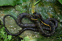 Shropshire's puffing snake (Pseustes shropshirei) Province El Oro, Buenaventura Reserve, Ecuador