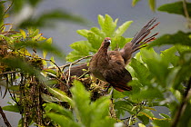 Rufous-headed Chachalaca (Ortalis erythoptera) Province El Oro, Buenaventura Biological Reserve, Ecuador, February