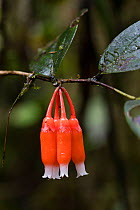 Psammia flower (Psammia sp) Province Zamora-Chinchipe, Tapichalaca Biological Reserve, Ecuador, March