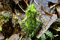 Espada's robber frog (Pristimantis galdi) Province Zamora-Chinchipe, Tapichalaca Biological Reserve, Ecuador
