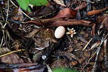 Common pauraque (Nyctidromus albicollis) nest on ground with single egg, Province Loja, Jorupe Biological Reserve, Ecuador, January