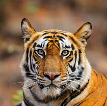 Bengal tiger (Panthera tigris tigris) female head portrait, Bandhavgarh National Park   India.