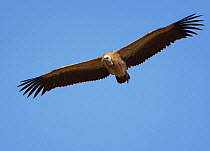 Long-billed vulture (Gyps indicus) in flight, Bandhavgarh National Park, India.