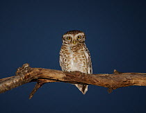 Spotted owlet (Athene brama) perched at night Bandhavgarh National Park,   India.