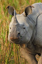 Indian rhinoceros (Rhinoceros unicornis)  Kaziranga National Park,  Assam,  India.
