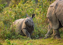 Indian rhinoceros (Rhinoceros unicornis) mother and calf,  Kaziranga National Park,  Assam,  India.