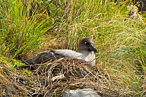 Light mantled sooty albatross (Phoebetria palpebrata)  brooding small chick at it's nest on a low cliff ledge,    Musgrave Inlet, Auckland Island, New Zealand Subantarctic Islands January