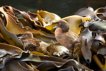 Auckland Island brown teal (Anas aucklandica) flightless and feeds and roosts in onshore kelp beds, lives predominantly on Enderby Island, Auckland Islands,  Subantarctic New Zealand January