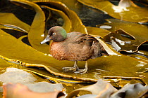 Auckland Island brown teal (Anas aucklandica) flightless and feeds and roosts in onshore kelp beds, lives predominantly on Enderby Island, Auckland Islands,  Subantarctic New Zealand January