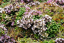 Enderby Island gentian (Gentiana concinna) on coastal cliff ledge, Enderby Island, Auckland Island group, Subantarctic New Zealand January
