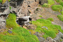 Light mantled sooty albatross (Phoebetria palpebrata) at nest with day old chick, Enderby Island, Auckland Island Group, New Zealand Subantarctic, January
